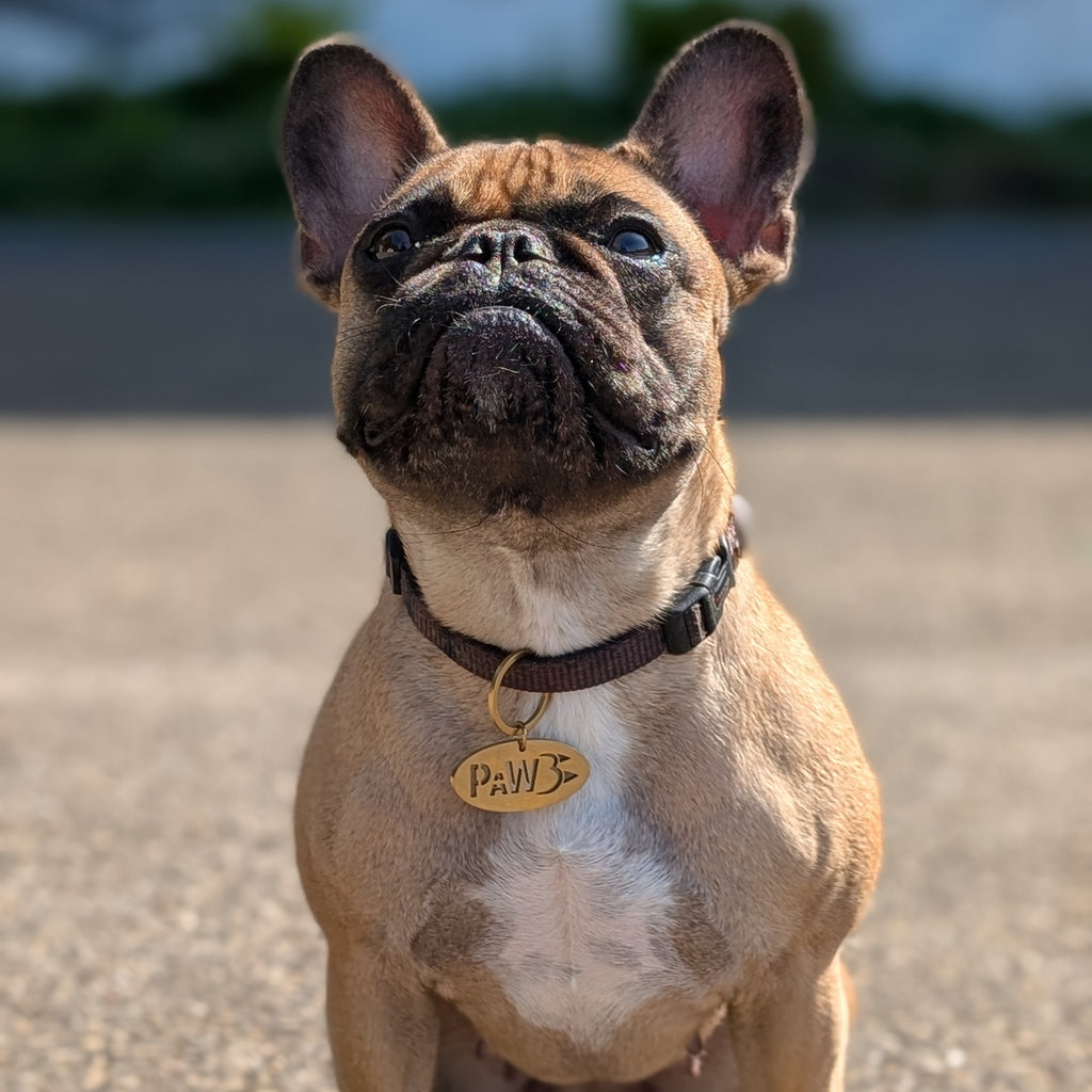 Hund mit goldfarbener PAW Hundemarke am Halsband – Hundeanhänger mit PAW Logo